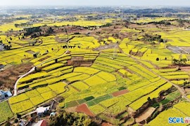 航拍丨德阳：春光灿烂菜花香