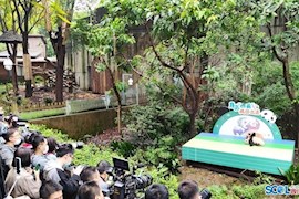 成都大熊猫基地2020届萌娃报到，已准备好出道! 