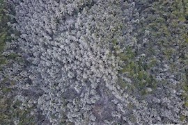 白雪作画 看合江福宝玉兰山变“立体水墨画”