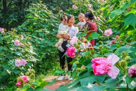 芙蓉盛放满城锦 秋日限定“蓉城”打卡地图上线芙蓉盛放满城锦 秋日限定“蓉城”打卡地图上线